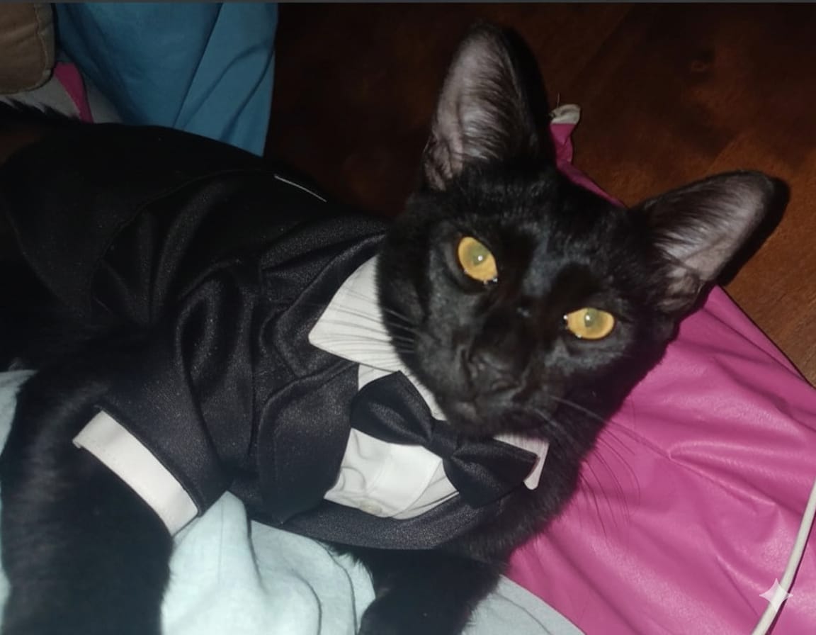 Ninja Sauro Anderson